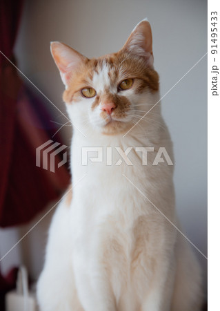 猫 猫 91495433