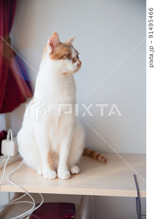 猫 91495466