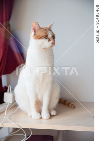 猫 猫 91495468