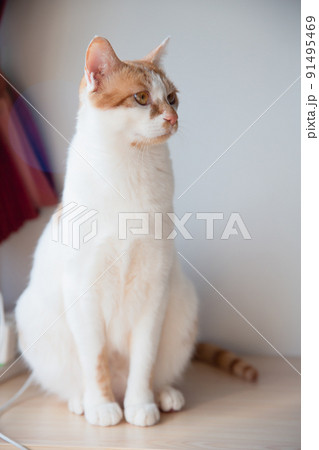 猫 猫 91495469