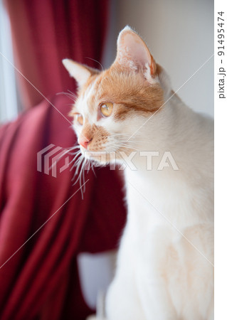 猫 猫 91495474