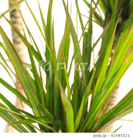 観葉植物、ドラセナ・コンシンネの葉【白背景】 91495521
