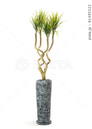 観葉植物、ドラセナ・コンシンネの鉢植え【白背景】 観葉植物、ドラセナ・コンシンネの鉢植え【白背景】 91495522