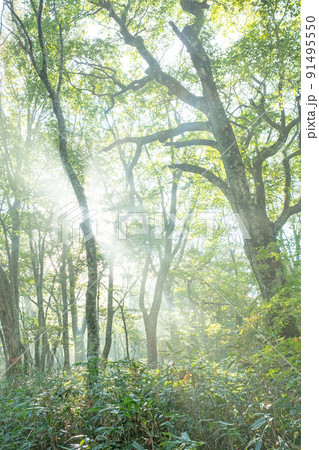 ブナの森に光芒が差し込む風景（大山鏡ヶ成） 91495550
