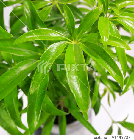 観葉植物、シェフレラ・アンガスティフォリアの葉【白背景】 91495788