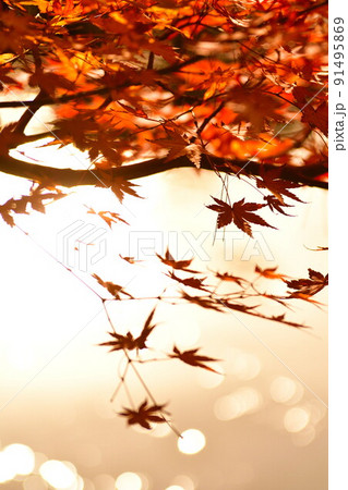 紅葉イメージ 紅葉イメージ 91495869