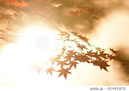 紅葉イメージ 紅葉イメージ 91495870