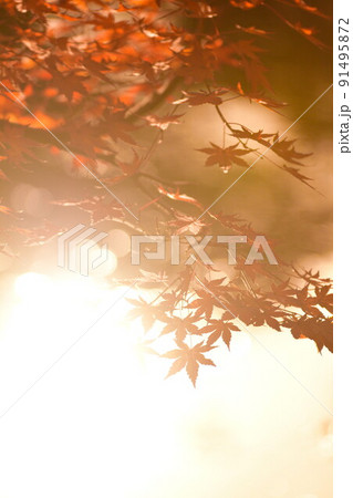 紅葉イメージ 紅葉イメージ 91495872