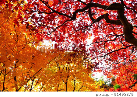 紅葉イメージ 紅葉イメージ 91495879