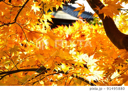 紅葉イメージ 紅葉イメージ 91495880