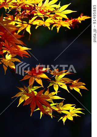 紅葉イメージ 紅葉イメージ 91495885