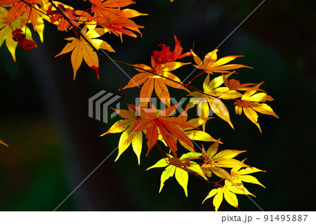 紅葉イメージ 紅葉イメージ 91495887