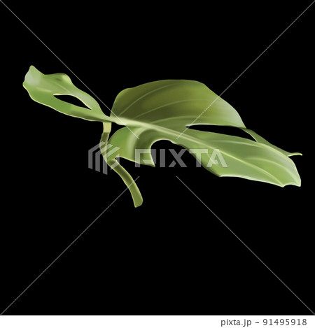 Leaf Monstera. tropical leaf. Watercolor monstera on a black background 91495918