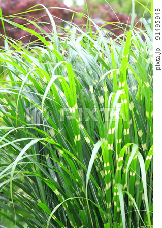 鷹の羽薄（タカノハススキ）or  ヤハズススキ 91495943