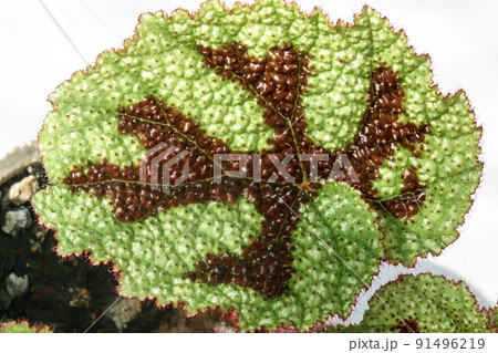 Begonia masoniana the iron cross house plant leaf. 91496219