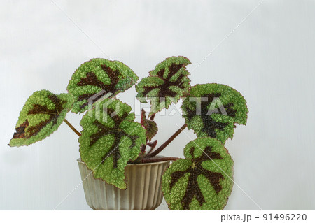 Begonia masoniana or the iron cross begonia 91496220