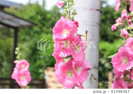 初夏の日本の庭に咲くピンク色のタチアオイの花 91496367