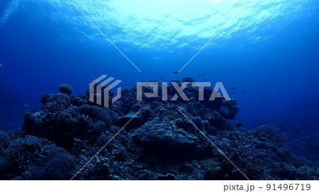 海中からの景色 91496719