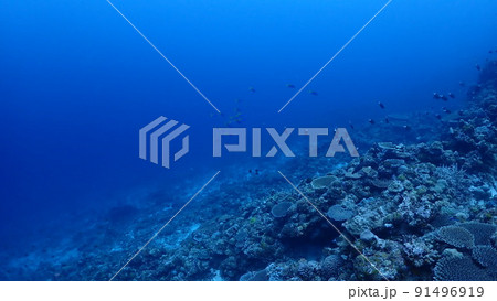 海中からの景色 91496919