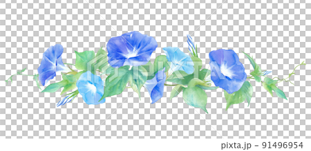 雙色牽牛花。水彩插圖。裝飾格線。 91496954