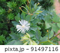 カラマツソウ（鳥取県　大山より） 91497116