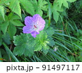 ハクサンフウロ（鳥取県　大山より） 91497117