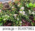 ミネズオウ（北岳にて撮影） 91497961