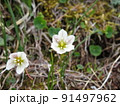 チシマアマナ（北岳にて撮影） 91497962