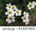 キタダケソウの群生（北岳にて撮影） 91497965