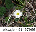 キタダケソウ（北岳にて撮影） 91497966