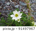 ハクサンイチゲ（北岳にて撮影） 91497967