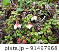 白いコケモモの群生（北岳にて撮影） 91497968