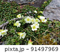 イワウメ（北岳にて撮影） 91497969