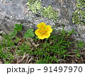 ミヤマダイコンソウ（北岳にて撮影） 91497970