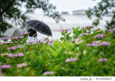 滋賀県守山市の「もりやま芦刈園」に咲く紫陽花と傘をさす女性が見える風景 滋賀県守山市の「もりやま芦刈園」に咲く紫陽花と傘をさす女性が見える風景 91499007