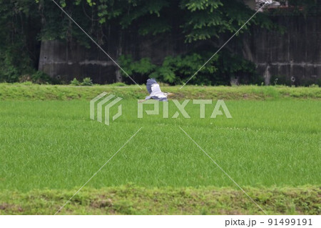 埼玉県毛呂山町の長閑な緑の水田を低空飛行する一羽のアオサギ 91499191