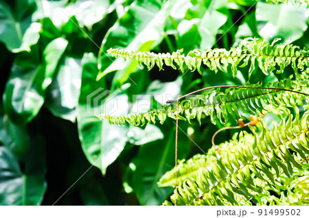 Fishbone Fern or Sword Fern, fern Fishbone Fern or Sword Fern, fern 91499502