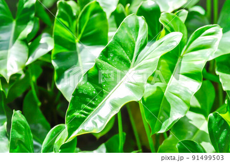 Philodendron burle marxii, Philodendron plant or green leaf 91499503