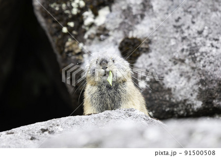 葉っぱを食べるナキウサギ 葉っぱを食べるナキウサギ 91500508
