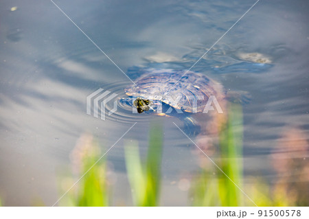 埼玉県さいたま市　見沼自然公園の池を泳ぐミドリガメ 91500578