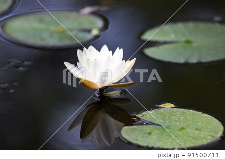 埼玉県さいたま市　見沼自然公園　池に咲く睡蓮 91500711