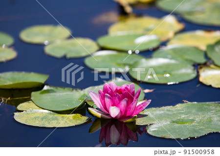 埼玉県さいたま市　見沼自然公園　池に咲く赤い睡蓮 91500958