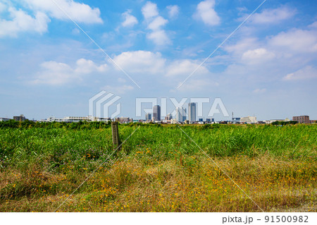 花咲く多摩川河川敷から見た武蔵小杉(初夏) 花咲く多摩川河川敷から見た武蔵小杉(初夏) 91500982