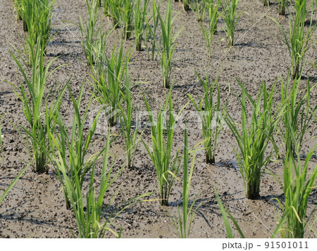 田植えの終わった水田の風景 91501011