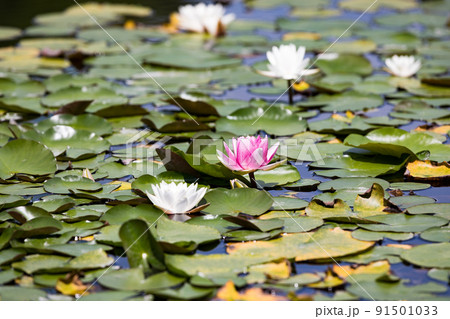 埼玉県さいたま市　見沼自然公園　池に咲くピンク色の睡蓮 91501033