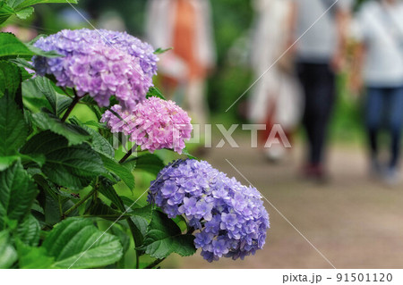 滋賀県守山市「もりやま芦刈園」に咲くクルムコックという品種の紫陽花と観光客が見える風景 滋賀県守山市「もりやま芦刈園」に咲くクルムコックという品種の紫陽花と観光客が見える風景 91501120