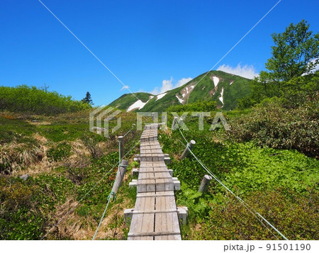 登山道から眺める火打山 登山道から眺める火打山 91501190