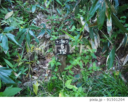 火打山登山道、十二曲り 91501204