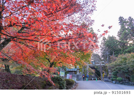 滋賀県多賀町　秋の胡宮神社の鳥居と紅葉 91501693