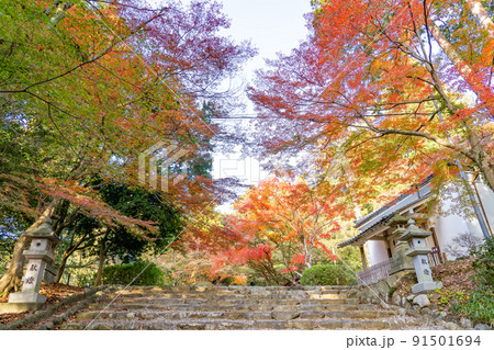 滋賀県多賀町　秋の胡宮神社の石段と紅葉 91501694